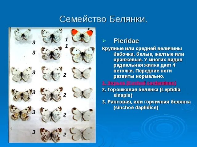 Классификация животных белянки. Семейство белянки виды. сем белянки. семейство белянки систематика. бабочка белянка.
