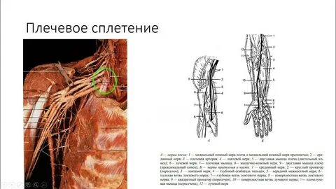 Плечевое сплетение спинномозговых нервов образовано