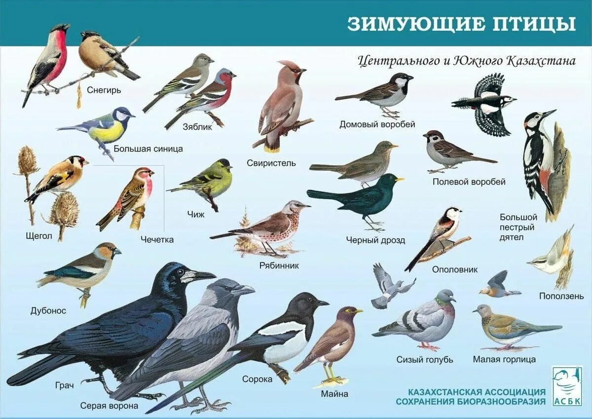 Птицы живущие рядом. Птицы России зимующие и перелетные птицы. Зимующие птицы Подмосковья. Птицы зимующие в России в средней полосе России. Зимующие птицы названия.