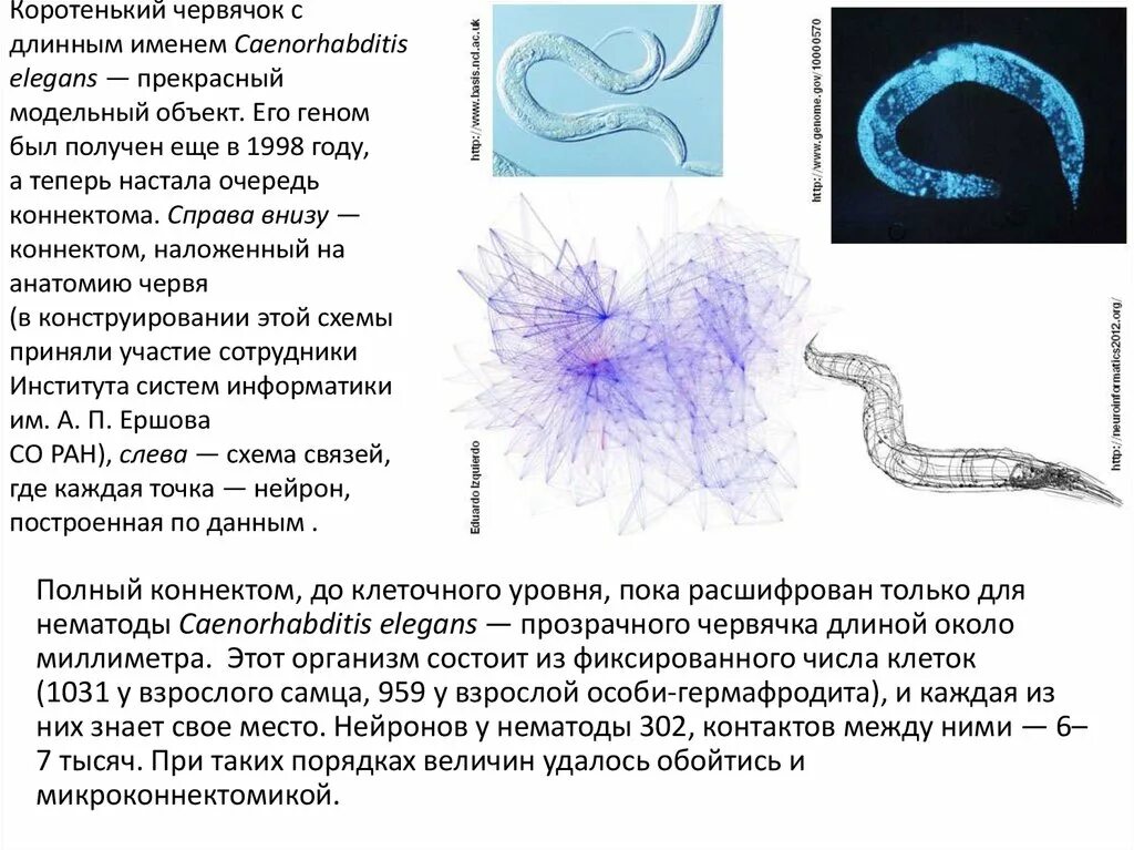 Круглые черви являются гермафродитами