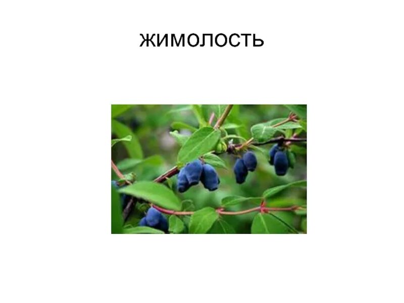 Жимолость съедобная витамины. Жимолость состав слова. Сколько витаминов в жимолости. Жимолость состав слова. Жимолость кустарник описание.