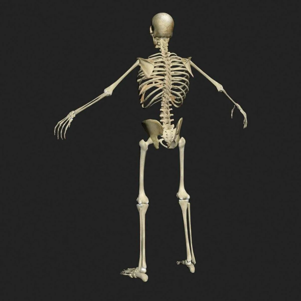 Скелет человека. Скелет человека маленький.