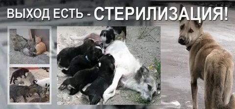 Со скольки можно стерилизовать собаку