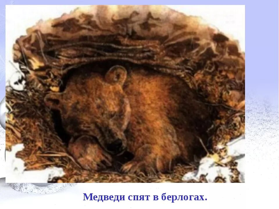 Спящий зимой медведь в берлоге. Ушинский в берлоге. Медведь зимой в берлоге. Берлогемедведьв берлоге. Медведь в спячке.