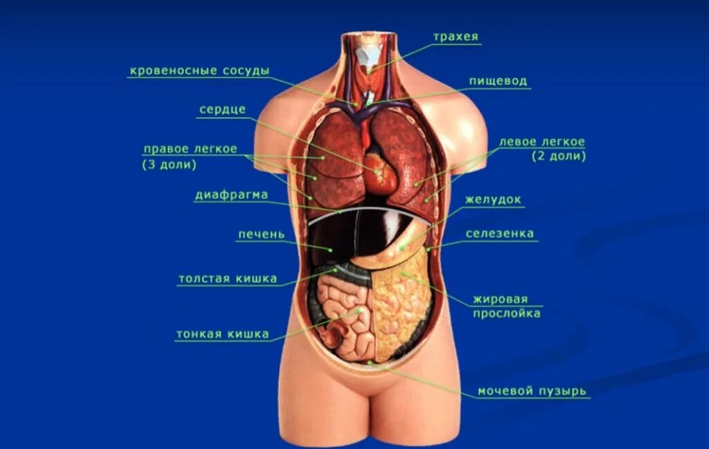 Анатомия человека расположение органов
