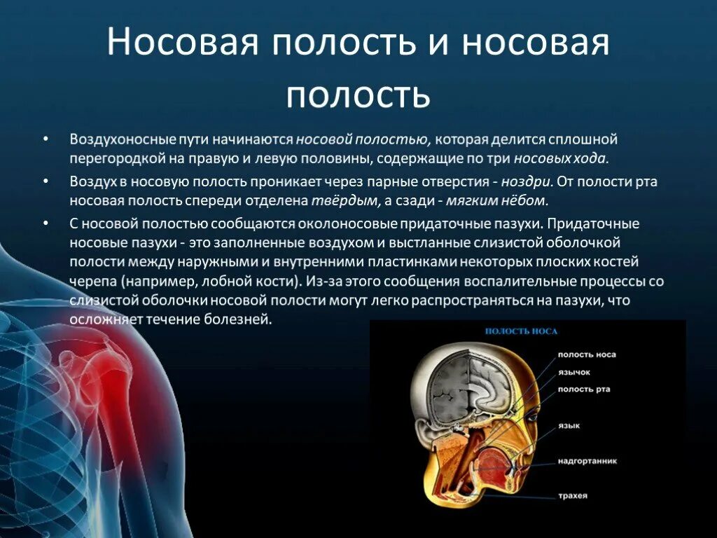 Попадание воздуха в полость. В носовой полости воздух. Процессы происходящие с воздухом в носовой полости. Воздухоносные пути полость носа. Через что проникает воздух в носовую полость человека.