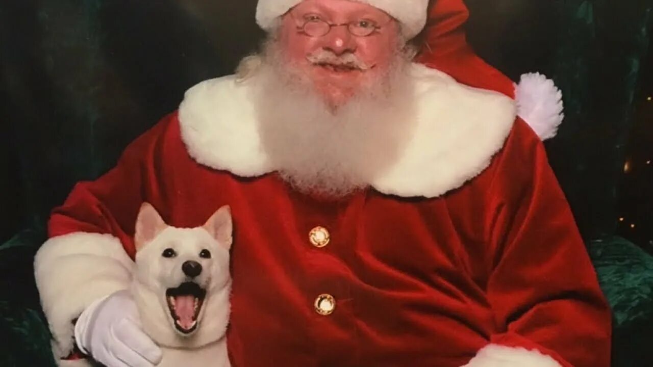 Doge Santa. Санта со свинорезом. Эта Санта. Santa Dog the Residents. Its my favorite