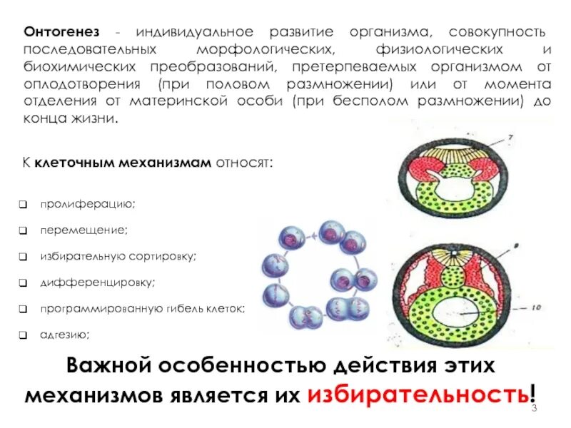 Адгезия клеток в онтогенезе. Элементарные клеточные механизмы онтогенеза. Характеристика клеточных механизмов развития:. Клеточная регуляция онтогенеза.