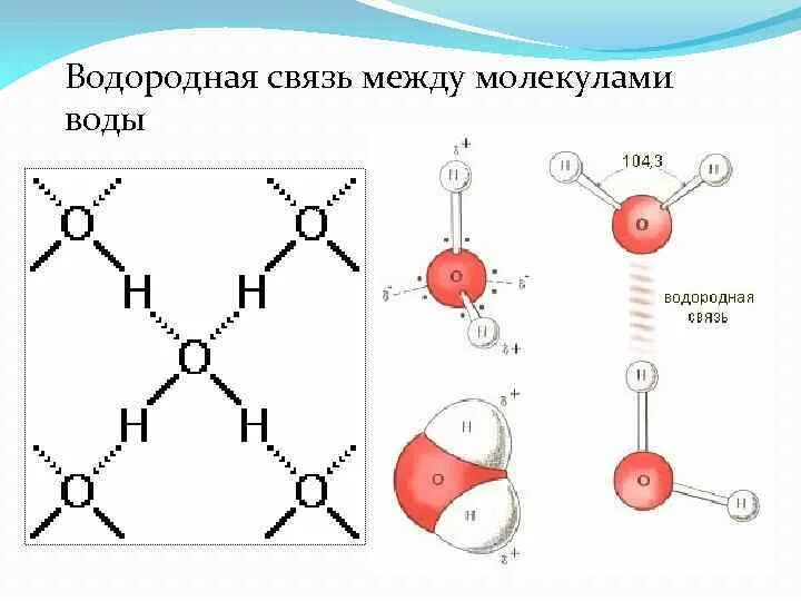 Связи между молекулами воды схема. Водородная связь между молекулами воды схема. Водородная связь в молекуле воды схема. Нарисуйте схему связи между молекулами воды.