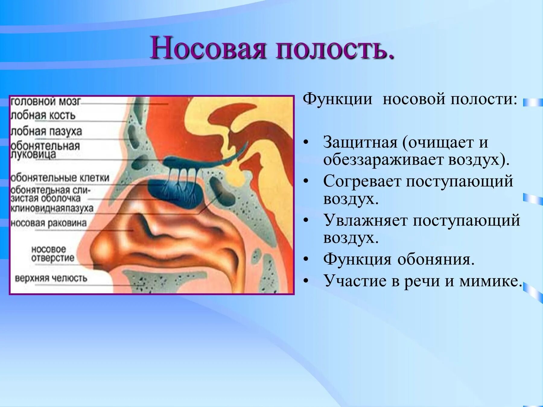 Очищение увлажнение и согревание вдыхаемого воздуха. Функции полости носа анатомия. Строение носовой полости строение. Дыхательная система носовая полость строение и функция. Носовая полость строение анатомия.