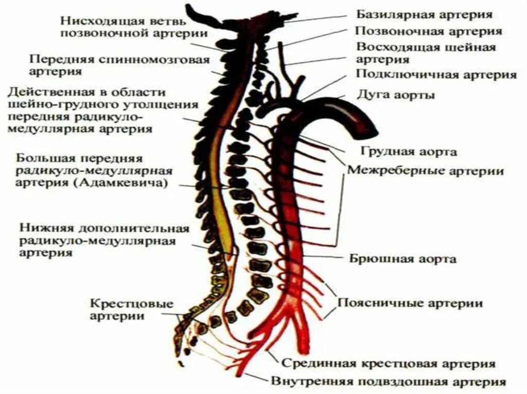 Корешковая спинномозговая артерия Адамкевича. Артерия Депрож Готтерона. Поражение артерии Адамкевича. Ветви позвоночной артерии.