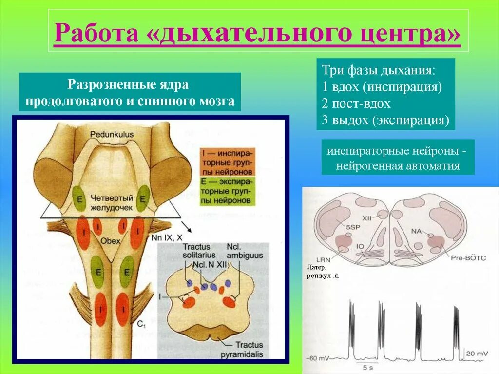 В чем выражается автоматия дыхательного центра кратко. Анатомическое строение дыхательного центра. работа дыхательного центра. дыхательный центр схема. дыхательный центр продолговатого мозга.