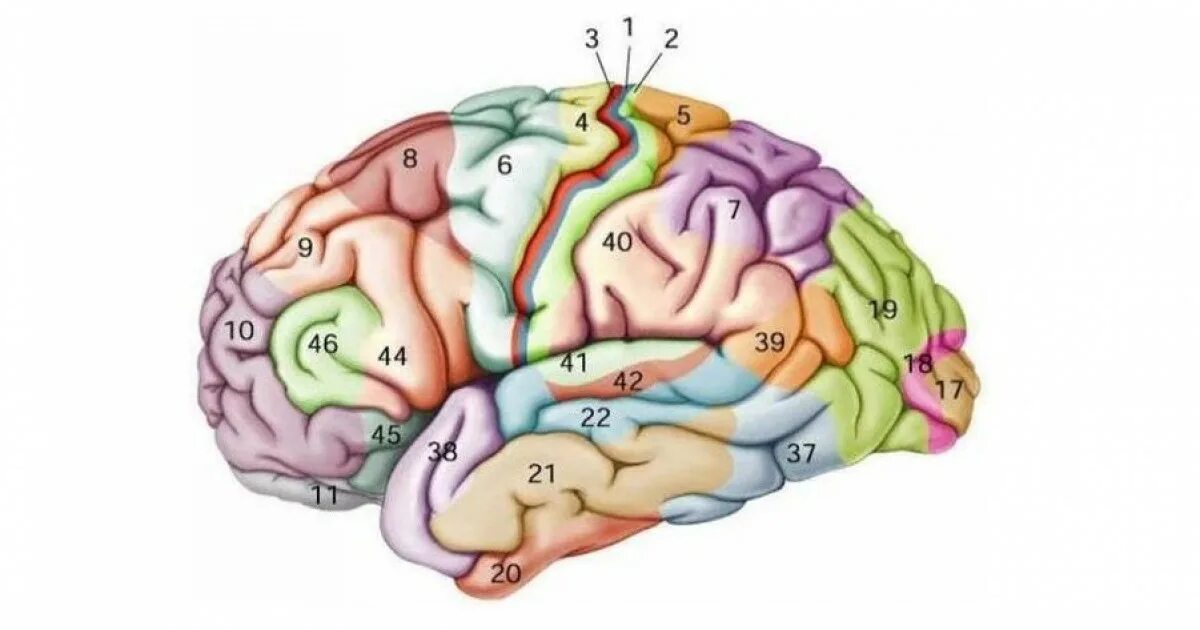 Brain 47. 10 Поле Бродмана. Головной мозг цитоархитектонические поля Бродмана. Карта мозга Бродмана. Зоны полей Бродмана.