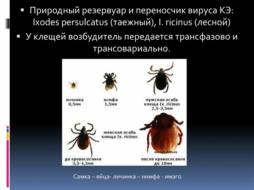 Является переносчиком клеща заболевание. Таежный клещ, Ixodes persulcatus. Клещевой энцефалит возбудитель и переносчик. Клещевой энцефалит резервуар возбудителя. Клещевой энцефалит Таежный энцефалит.