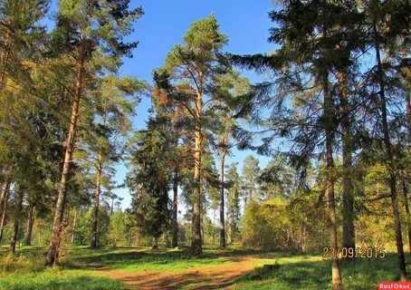 Август бор