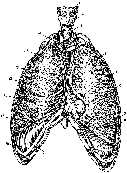 препарат легких анатомия. внешнее строение легкого анатомия. строение лёгких человека анатомия рисунок. строение легкого синельников. преддверие легких.