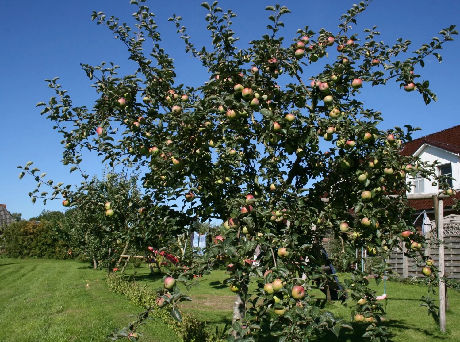 Вид яблони домашней. Яблоня Malus domestica. Яблоня Братчуд. Яблоня домашняя (Malus domestica). Яблоня Malus Hyslop.