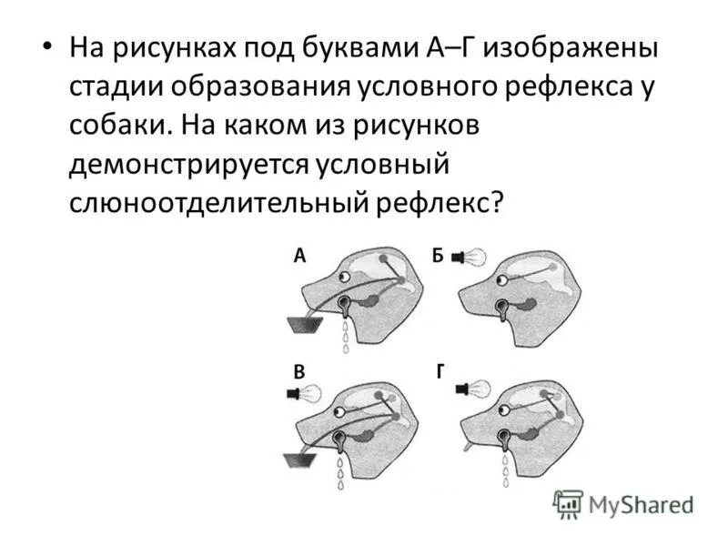 Стадии образования условного рефлекса у собак. Стадии образования условного рефлекса у собак. Формирование условного рефлекса у собаки павлова. Стадии образования условного рефлекса у собак. Выработка условного рефлекса по павлову схема.