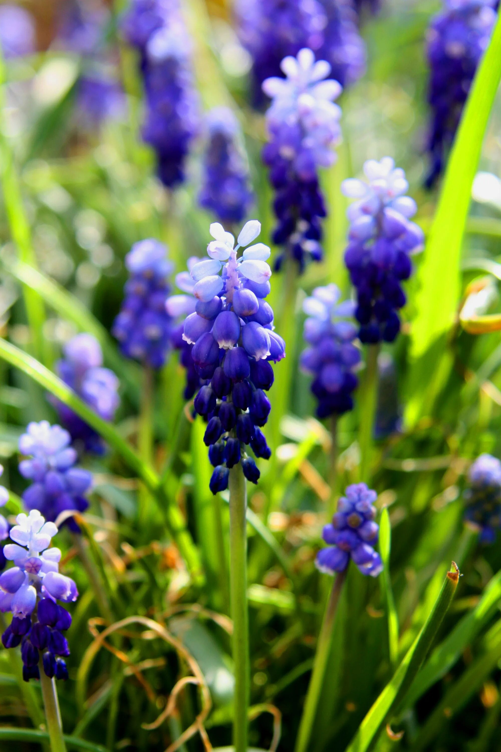 Ранние весенние цветы синие. Крокусы, пушкиния, Сцилла. Медуница мускари. Лесной гиацинт. Сцилла мускари.