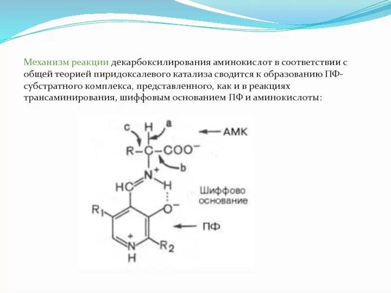 Механизм аминокислот. Механизм реакции декарбоксилирования аминокислот. декарбоксилирования аминокислоты тирозина. декарбоксилирование аминокислот механизм. пиридоксальфосфат механизм декарбоксилирования.