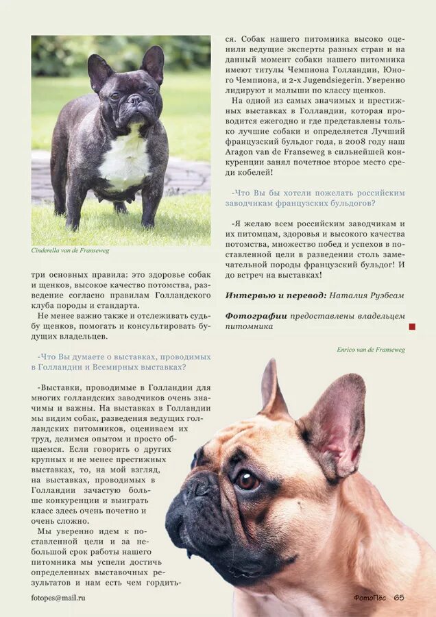 Французский бульдог высокопородный. Рассказ про французского бульдога. Французский бульдог характеристика породы. Рассказ про французского бульдога. Французский бульдог стандарт породы ркф.
