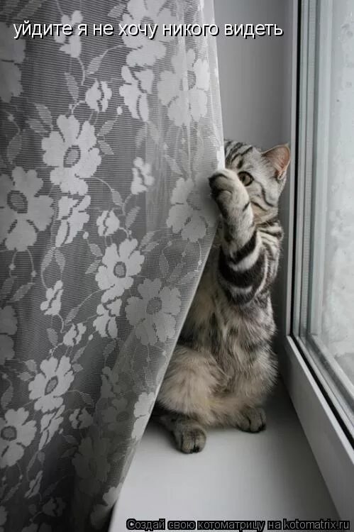 Комплексы человека. Стеснительный кот. Смущенное лицо девушки. Девушка смущается. Смущенная девушка.