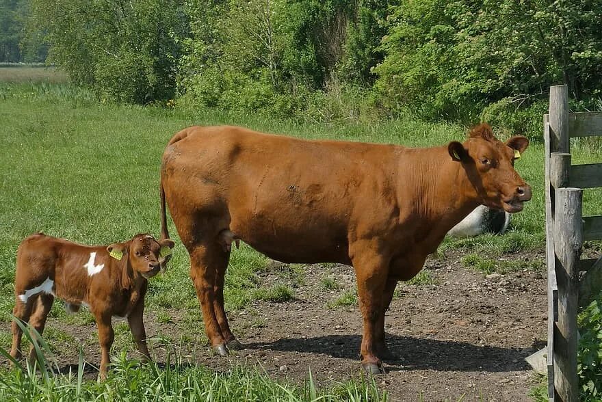 Уста теля. Корова. Домашние животные теленок. Карликовый бычок. Теленок.