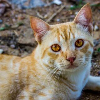 Кошка желтеет