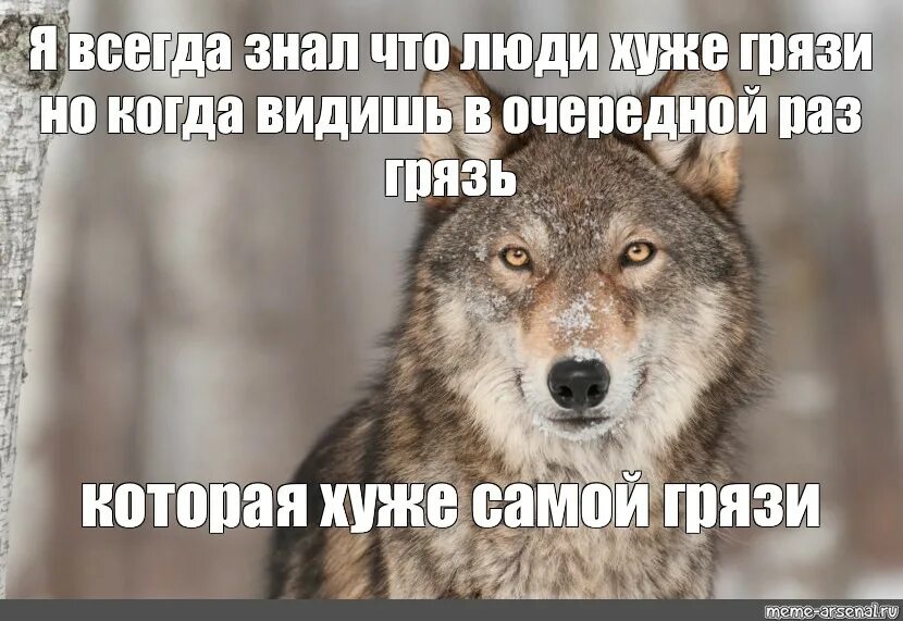 Волкова всем выйти из кадра текст. Волк Мем. Волчьи мемы. Спасибо волк.