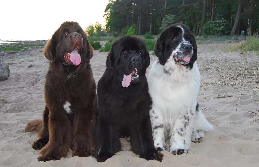 Ньюфаундленд порода собак белый. Ньюфаундленд собака. Ньюфаундленд водолаз. Собака водолаз порода ньюфаундленд. Ньюфаундленд (порода собак).