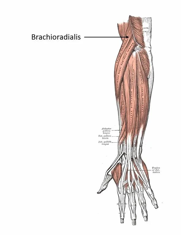 Supracondylar ridge. Повреждение брахиорадиалис. M brachioradialis анатомия. Brachioradialis перевод. Анатомия брахрадиалиса.