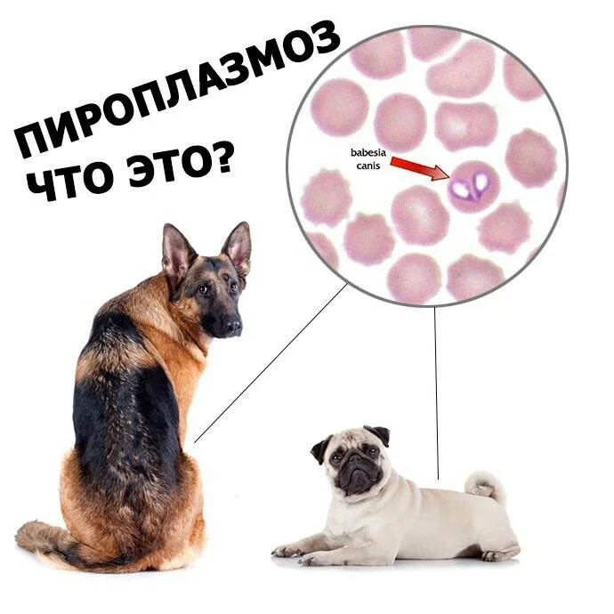 Пироплазмоз после лечения. Пироплазмоз (бабезиоз) у собак. Пироплазмоз собак цикл развития. Клещи пироплазмоз у собак. Болезнь собак пироплазмоз.