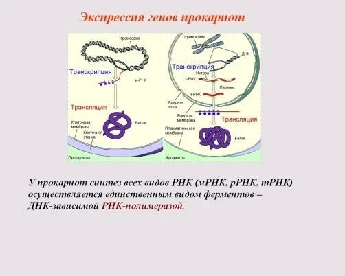 Регуляция биосинтеза белков у прокариот. Схема регуляции экспрессии генов у эукариот. Схема регуляции экспрессии генов у эукариот биохимия. Экспрессия генов у прокариот. Экспрессия генов у эукариот.