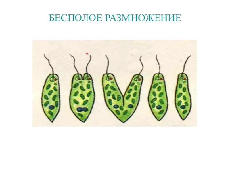 Бесполое размножение растений деление. Бесполовоп размножение. Бесполое размножение это в биологии. Бесполое размножение зарисовать.