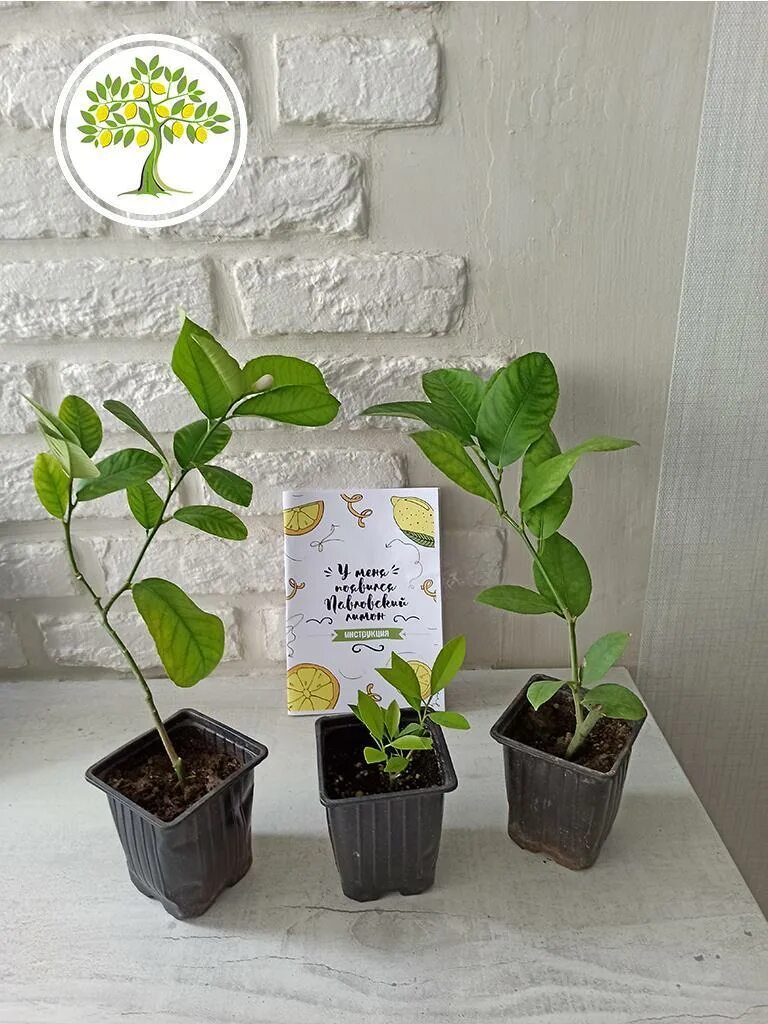 Саженец лимона. Лимон сорт майкопский. Пандероза растение. Лимон мейера росток. Павловский (citrus limon pavlovsky).