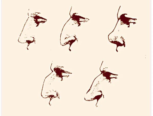 Генетика носа. Физиогномика нос. Длинный нос физиогномика. Острый нос физиогномика. Большой нос физиогномика.