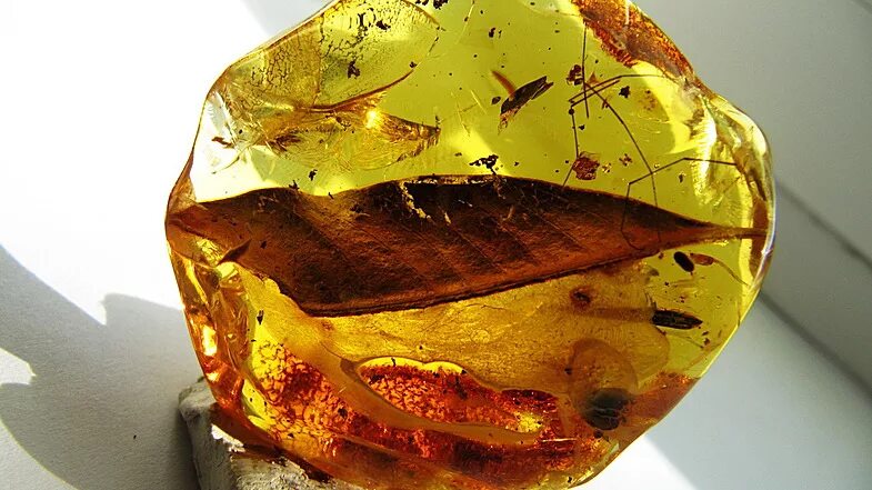 янтарь солнечный камень. янтарь минерал. янтарь волшебные слезы деревьев. янтарь камень. янтарь из сосновой смолы.