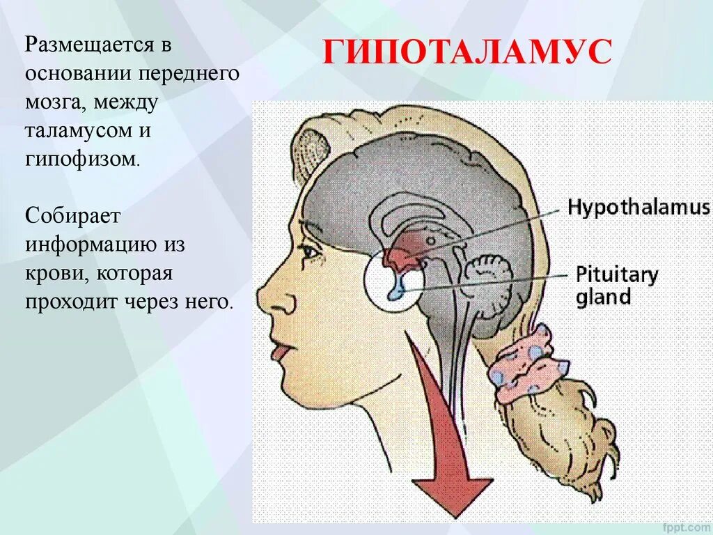 Гипоталамус таламус гиппокамп. Гипофиз эпифиз таламус. Гипоталамус гипофиз таламус и гиппокамп. Гипофиз гипоталамус шишковидная железа.