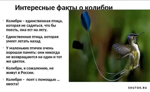 Красивый полет птицы. Крыло птицы. Красивые крылья птиц. Рассказ птица крыльями. Крылья лебедя.