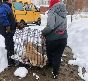 Служба безнадзорных животных