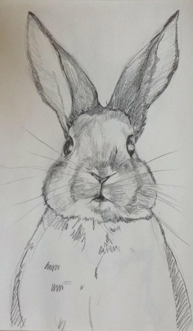 Нарисовать кролика карандашом. Кролик карандашом. Кролик рисунок. Рисунок кролика карандашом для срисовки. Кролик карандашом для срисовки.