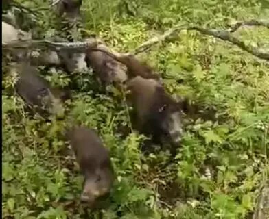 Кабан нападает