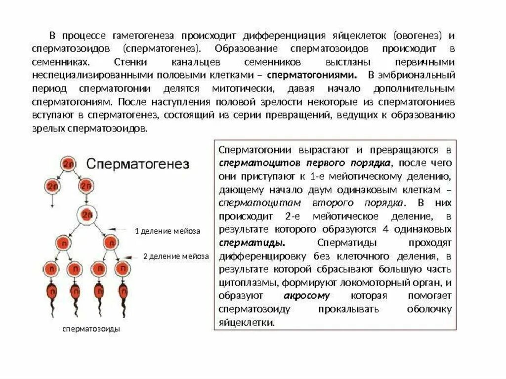 В процессе мейоза из одного сперматоцита первого порядка образуется:. Гаметогенез в яйцеклетке и сперматозоиде сравнение. Образование половых клеток сперматогенез овогенез. Процесс гаметогенеза.