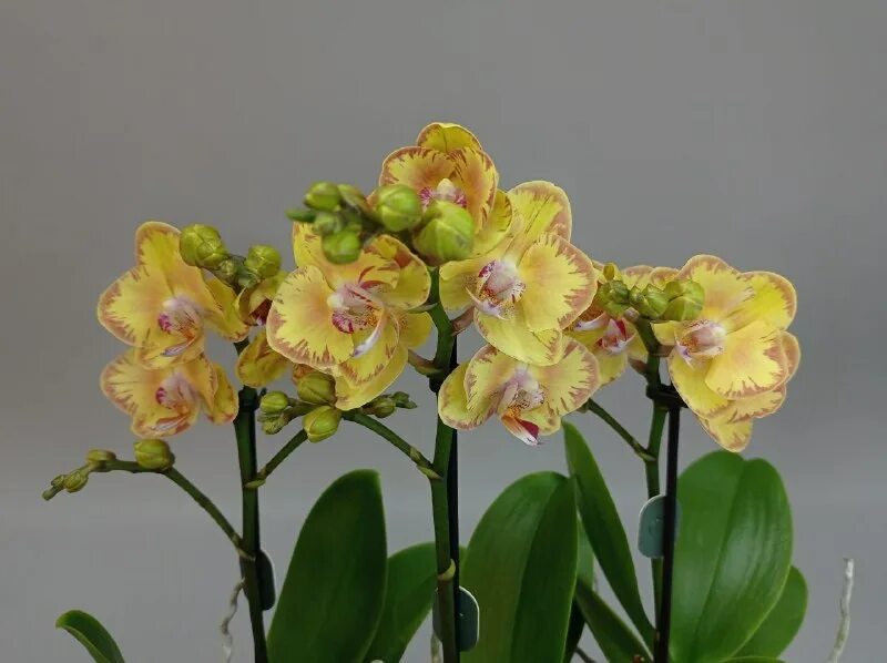 Фаленопсис красный. Honey l1370 орхидея купить. Орхидея фаленопсис претория. Фаленопсис мерлин. Авито тула орхидея.