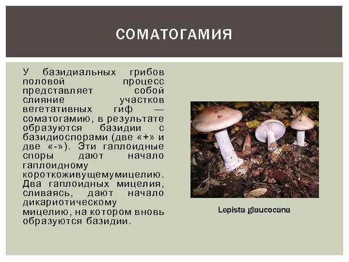 Жизненный цикл шляпочного гриба. Какого пола грибы. Типы спороношения гриб. Мох это гриб или растение. Лилипут с грибами.