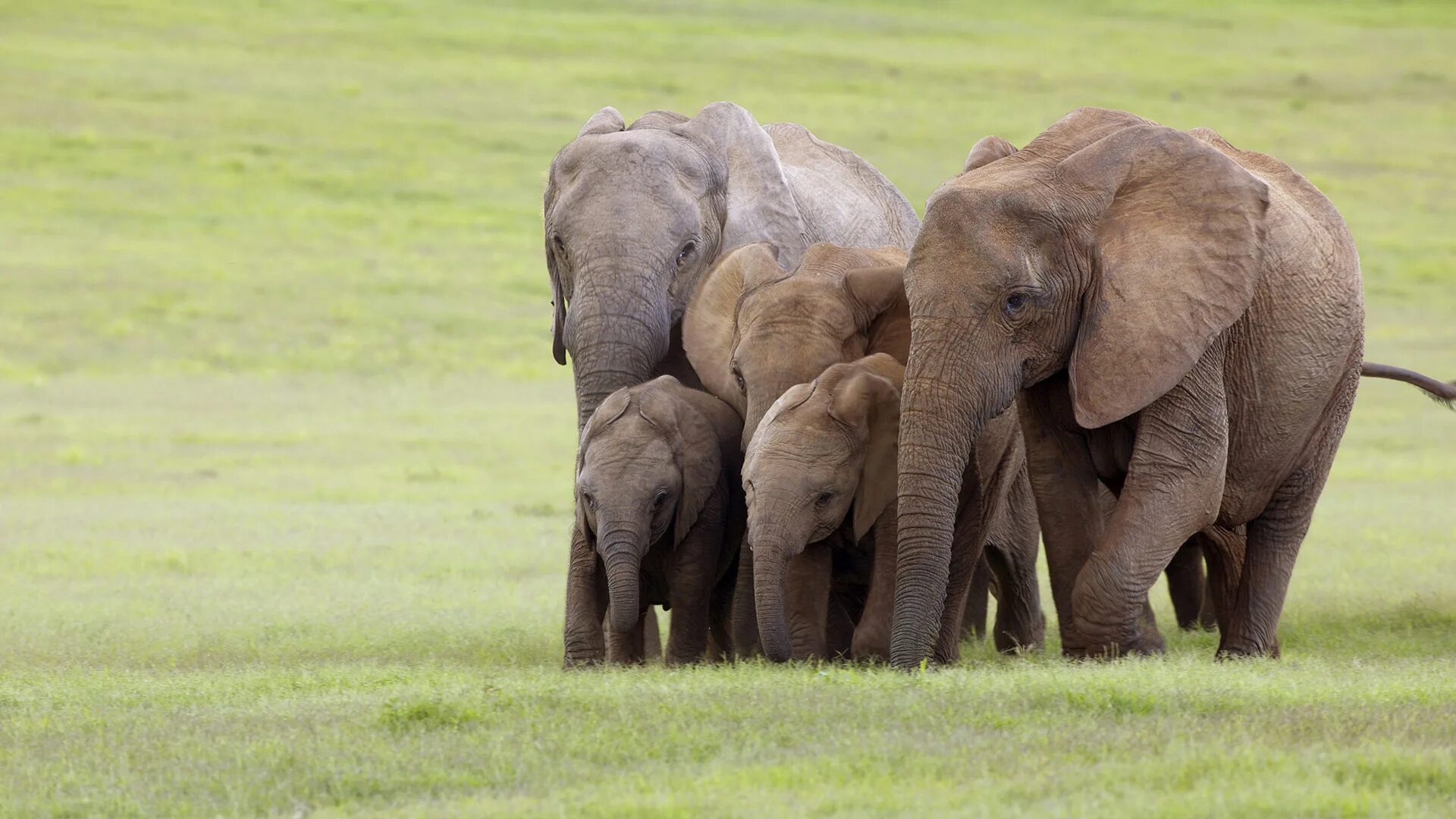 Elephant pet. Слоненок. Слоны семья. Заставка на рабочий стол слоны. Четыре слона.