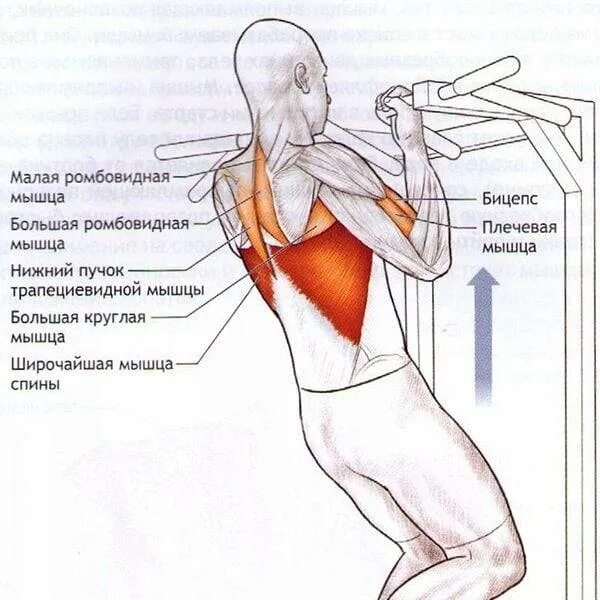 Ромбовидная мышца упражнения. Занятия для каламбоидной мышцы. Мышцы которые задействуются при подтягивании. Тренировка ромбовидной мышцы.