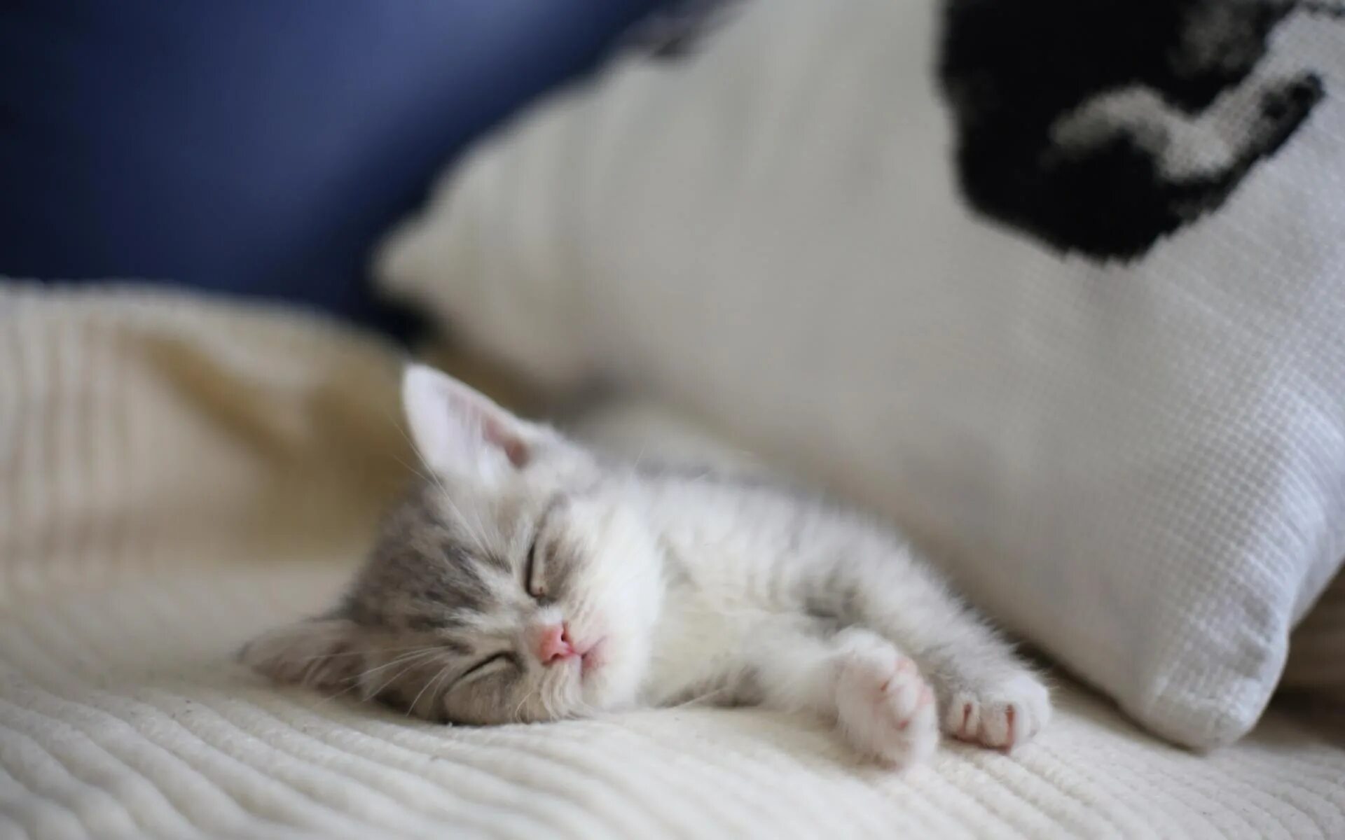 Картинка лежу на кровати. Спящие котята. Спящий котенок. Котенок лежит на кровати. Котенок в постели.