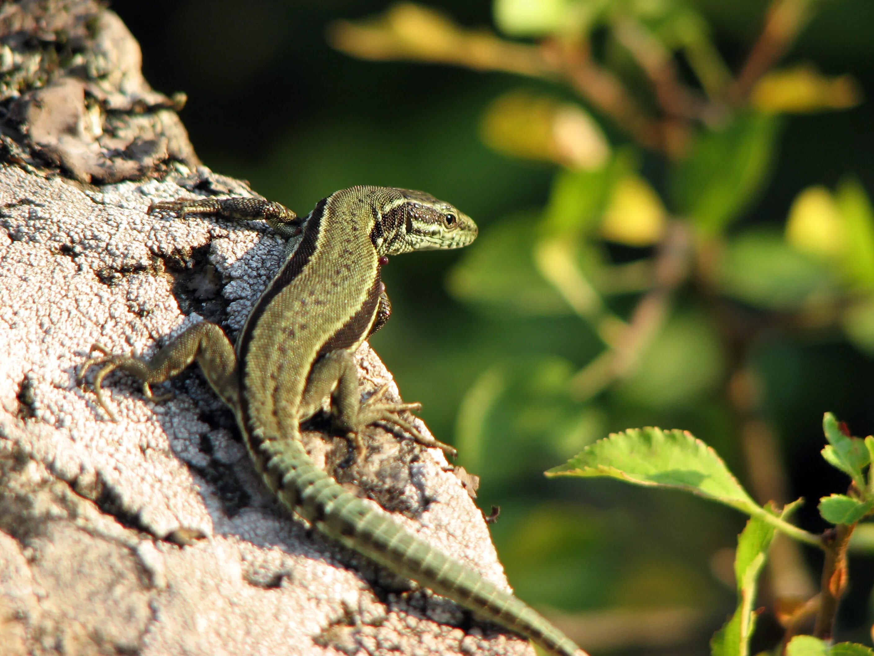 Прыткая ящерица обитает в. Ящерица прыткая (лат. Lacerta Agilis). Крымский Тритон ящерица. Живородящая ящерица Сибирь. Ящерица прыткая горнокрымская.