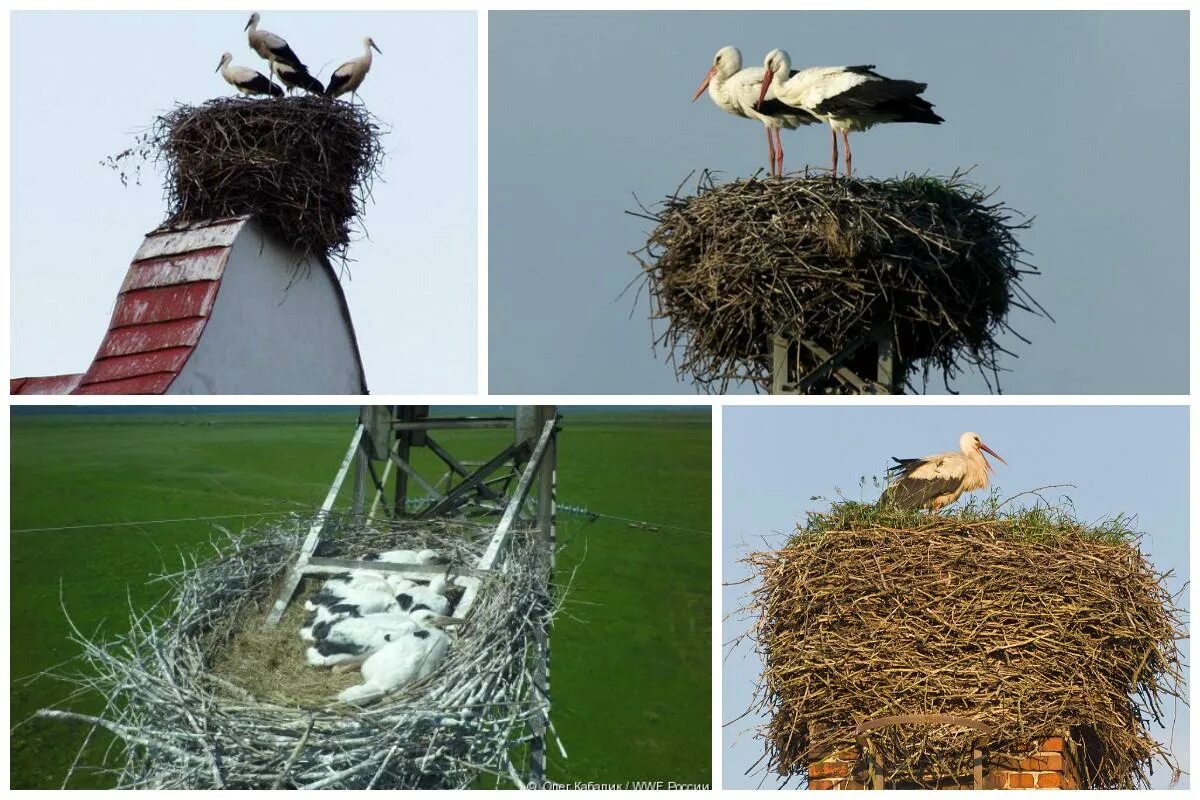Многие умеют птицы строить необыкновенные сложные